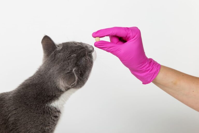 Comment vermifuger un chat : méthode, fréquence et conseils pratiques iStock-1269459306 (1)