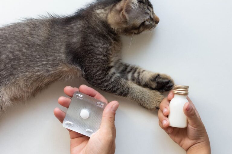 Quand faut-il vermifuger un chat ? Conseils et fréquences à suivre vermifuge_chat_18