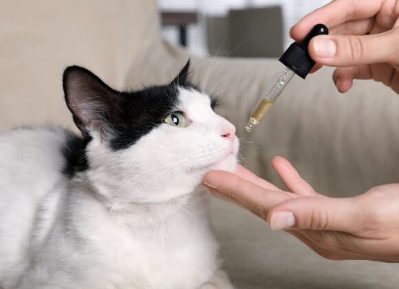 Vermifuge pour chat en pipette : solution facile et efficace vrmifuge_chat_5