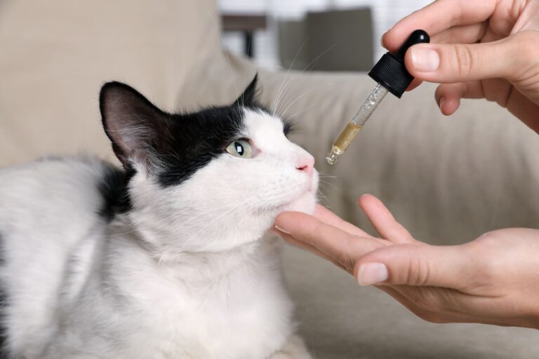 Vermifuge pour chat en pipette : solution facile et efficace vrmifuge_chat_5